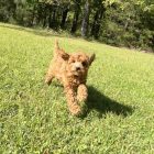 F1b Cavapoo