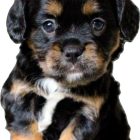 Black and Tan