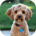 F1 Cavapoo